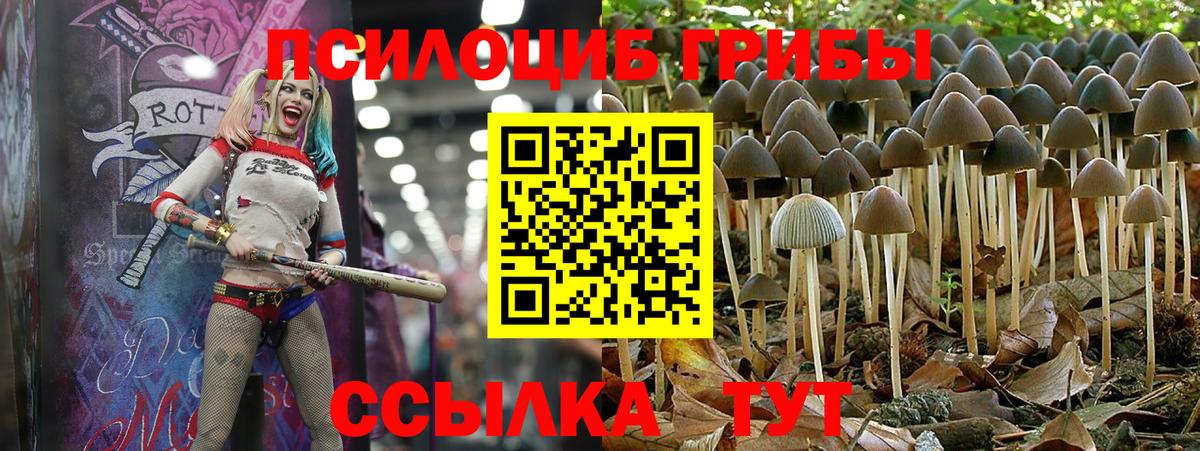 Карачаевск  Галлюциногенные грибы MAGIC MUSHROOMS  Галлюциногенные грибы ЛСД  Вход с VPN 